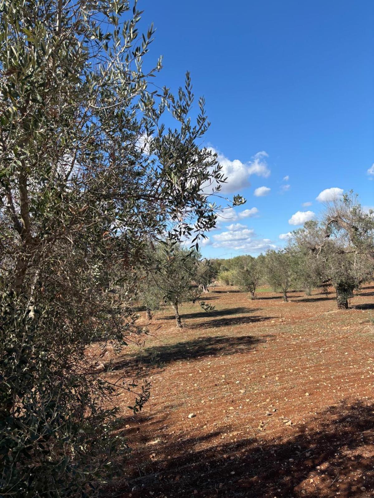 Trullo Gritti All'Antico Uliveto 산 미켈레 살렌티노 외부 사진