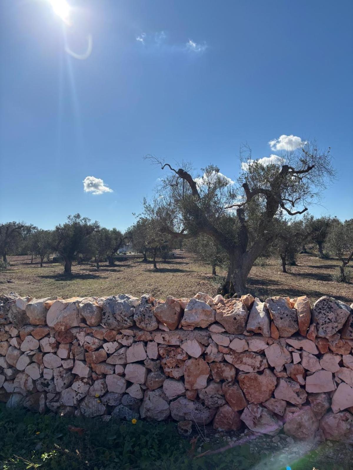 Trullo Gritti All'Antico Uliveto 산 미켈레 살렌티노 외부 사진